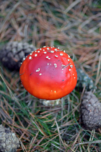 Paddestoel