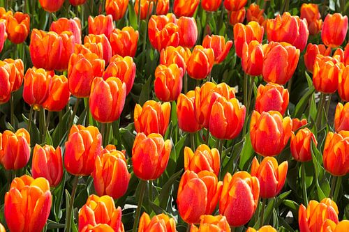 Beautiful orange tulips in a tulip field
