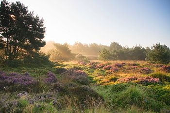 Dwingelderveld uit de mist 2