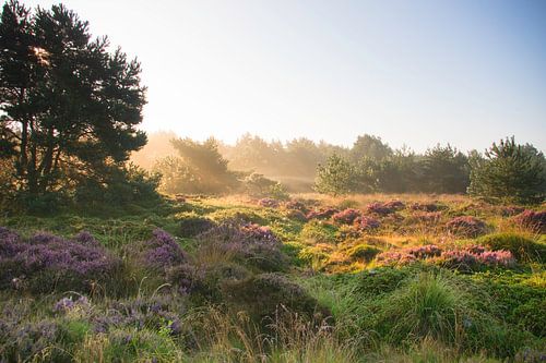 Dwingelderveld uit de mist 2