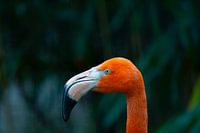 Flamingo im Tierpark Hoenderdaell