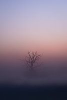 Fog on the Maashorst
