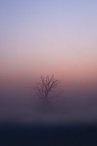 Brouillard sur le Maashorst