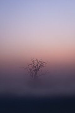 Fog on the Maashorst by Caatje Clicks