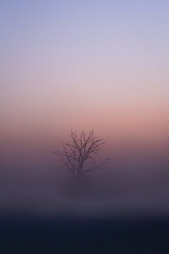 Fog on the Maashorst