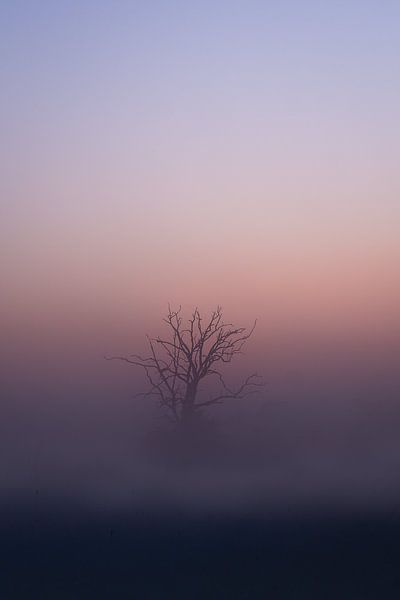 Fog on the Maashorst by Caatje Clicks
