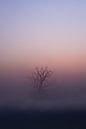 Fog on the Maashorst by Caatje Clicks thumbnail