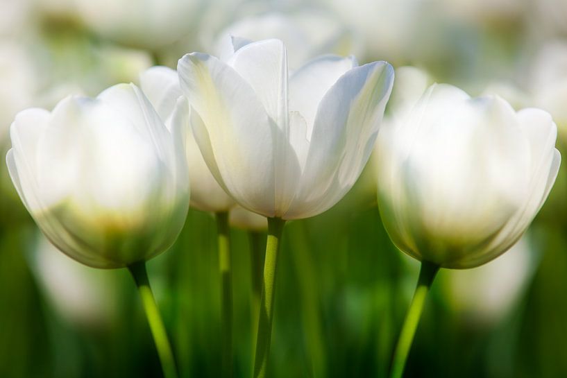 Flower bulb fields by Henk Leijen