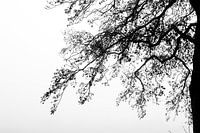 Branch of tree against fog background