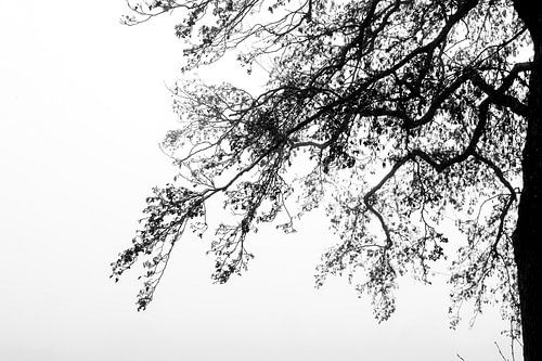 Branch of tree against fog background