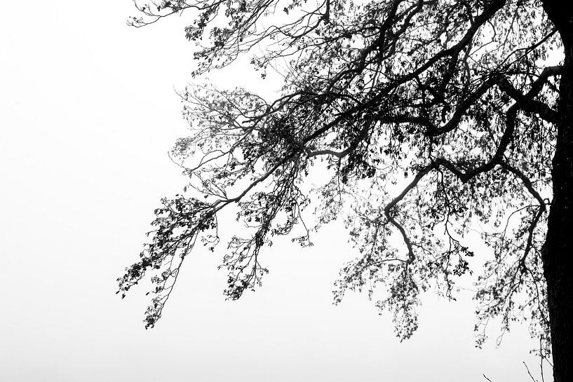 Branch of tree against fog background by vincentdevriesfoto.nl
