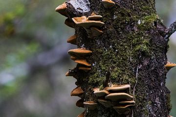 Brown fungi on birch trunk by whmpictures .com