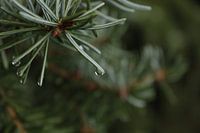 waterdruppel aan dennenboom