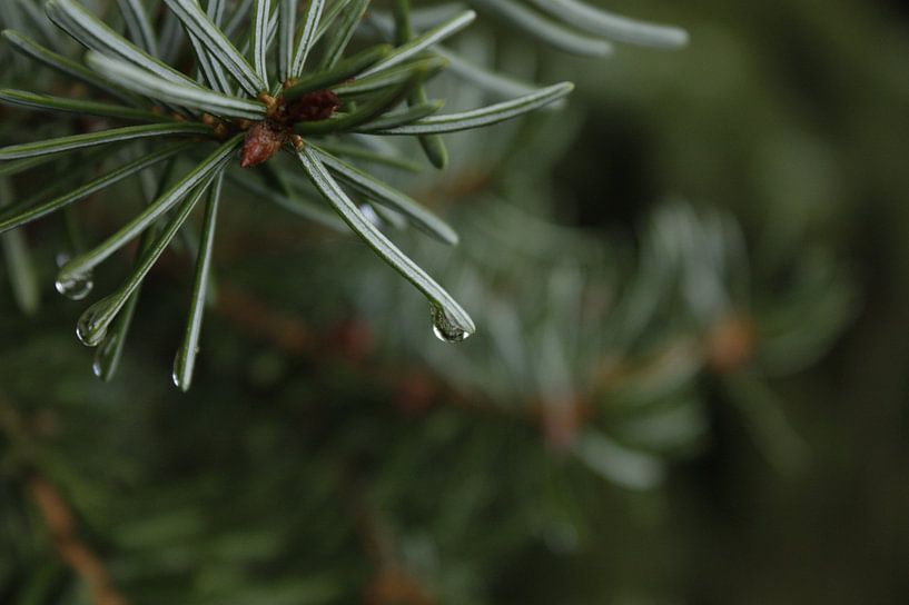 waterdruppel aan dennenboom par nikita van der Starre- Zagers