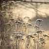 Gouden ijzige ochtend Vlaamse platteland van Imladris Images