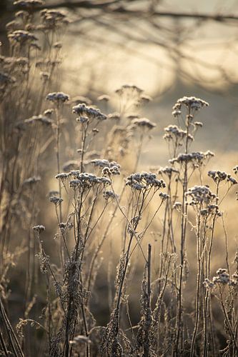 Goldener frostiger Morgen Flämische Landschaft