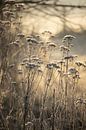 Golden Frosty Morning Flemish Countryside by Imladris Images thumbnail