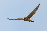 Kestrel