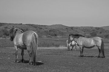 Konikpaarden in de Kennemerduinen, Noord-Holland