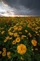 Flower Field