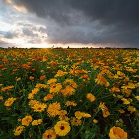 Flower Field by Melissa Goedbloed