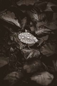 Herfstbladeren van Kelly Kutterik Photography