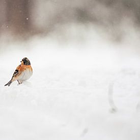 Keep in een met sneeuw bedekt landschap van Max van Gils