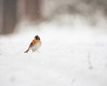 Garder dans un paysage enneigé