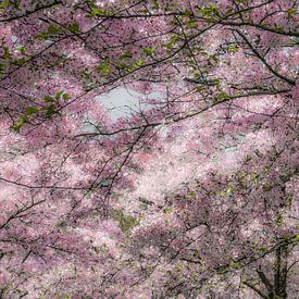 Cherry blossom in full bloom sur Violet Johan