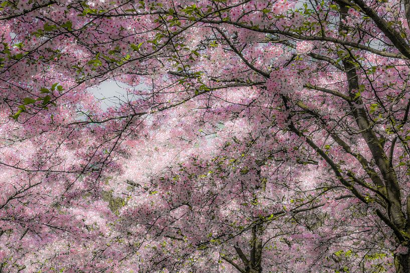 Cherry blossom in full bloom by Violet Johan