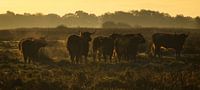 Highlanders in early morning sun by Theo Felten thumbnail