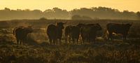 Hooglanders in vroege ochtendzon