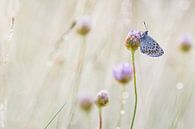 slapend heideblauwtje op engels gras van Francois Debets thumbnail