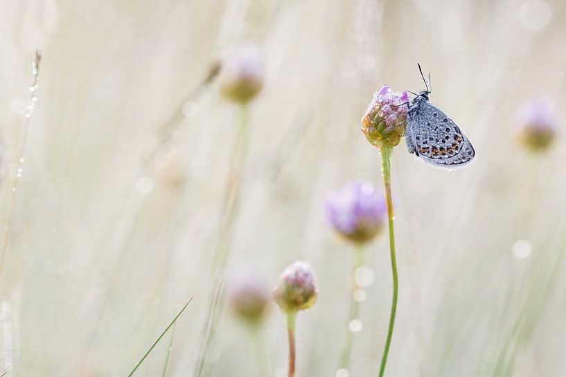 slapend heideblauwtje op engels gras van Francois Debets