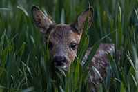 Calf