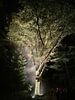 verlichte boom met zacht groen-gele tinten van Marleen Dalhuijsen thumbnail