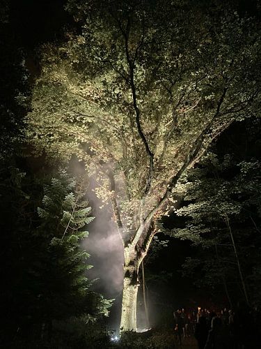 verlichte boom met zacht groen-gele tinten