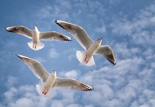 Flying High
