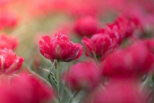 Aufstehen und strahlen