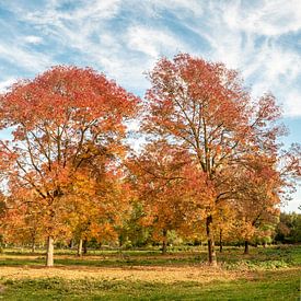Herbstliche Farben von Peter de Jong