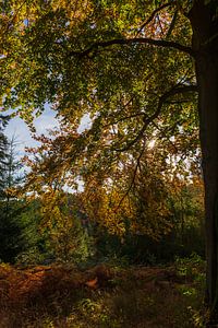 Herfstkleuren van Horst Husheer