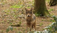 The wolve is looking at you!