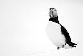 Black-and-white image of an Atlantic Puffin in the snow. by AGAMI Photo Agency