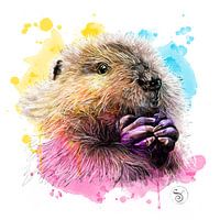 Beaver