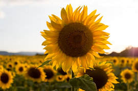 Tournesol rayonnant au coucher de soleil doré sur Milcho Milev