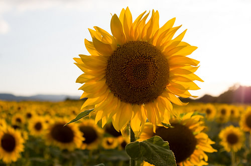 Stralende zonnebloem bij een gouden zonsondergang