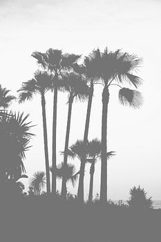 black and white palm trees