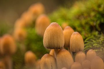 Champignon sur Carolina Roepers