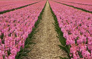 Fleurs des Pays-Bas, un champ de bulbes avec des jacinthes roses