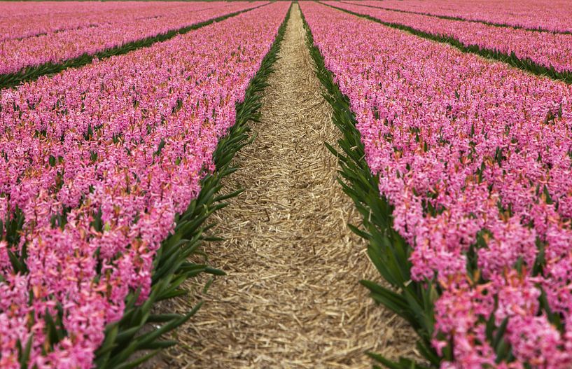 Blumen der Niederlande, ein bauchiges Feld mit rosa Hyazinthen von Discover Dutch Nature